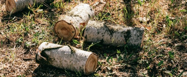 Logs & Leaves image